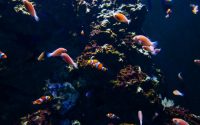 creștere pesti acvariu